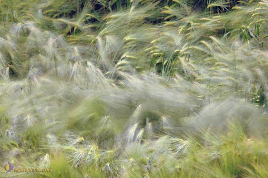 Nom de l'image : D2166588_1_(c)Norbert-JUNG — Description :  Champ de blÈ - animaux ‡ Philmain